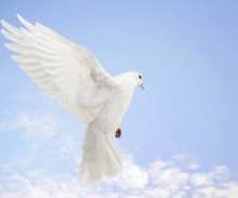 How to Celebrate the International Day of Peace