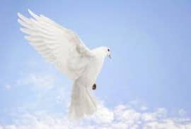 How to Celebrate the International Day of Peace